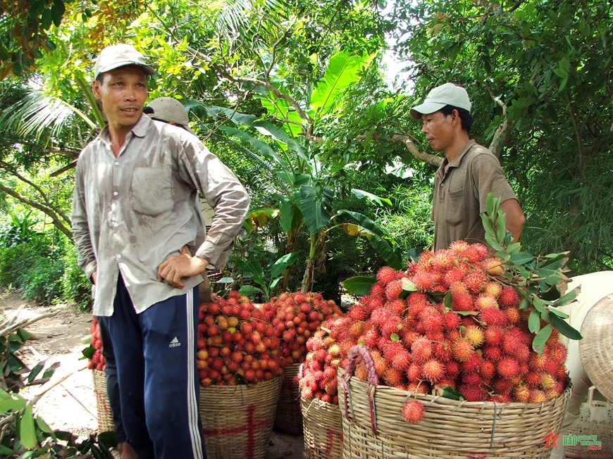 Thu hoạch chôm chôm ở huyện Long Hồ, tỉnh Vĩnh Long.