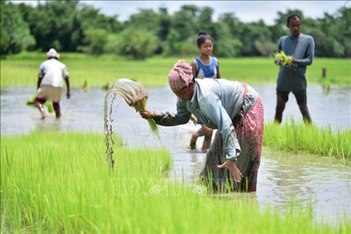 Lệnh cấm xuất khẩu gạo của Ấn Độ ảnh hưởng hàng triệu người trên thế giới