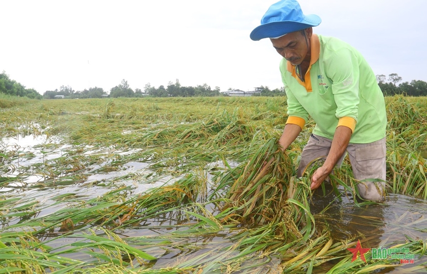  Lúa đang giai đoạn chín thì đồ ngã, ảnh hưởng đến năng suất. Ảnh: CẢNH KỲ