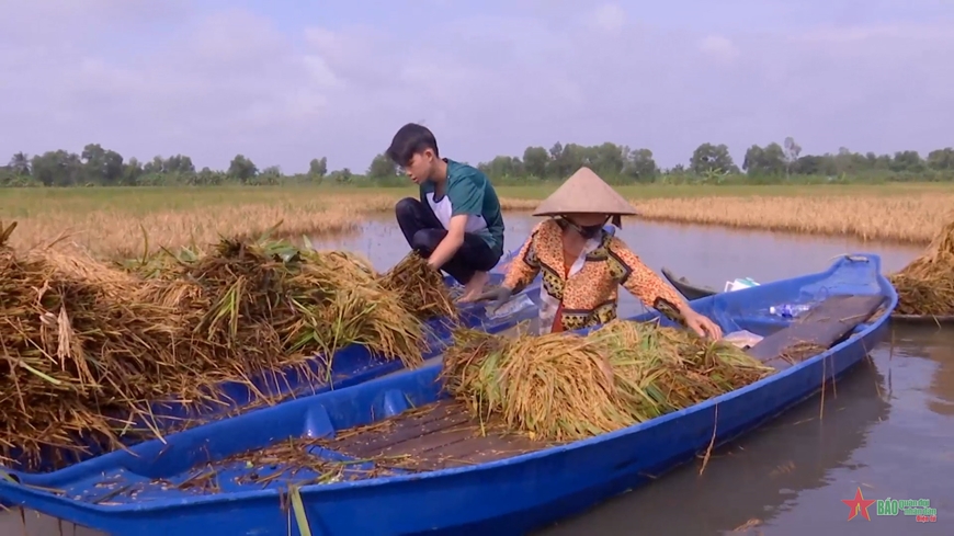 Nước ngập sâu, máy cắt không thể vào, nông dân tranh thủ thu hoạch bằng tay.