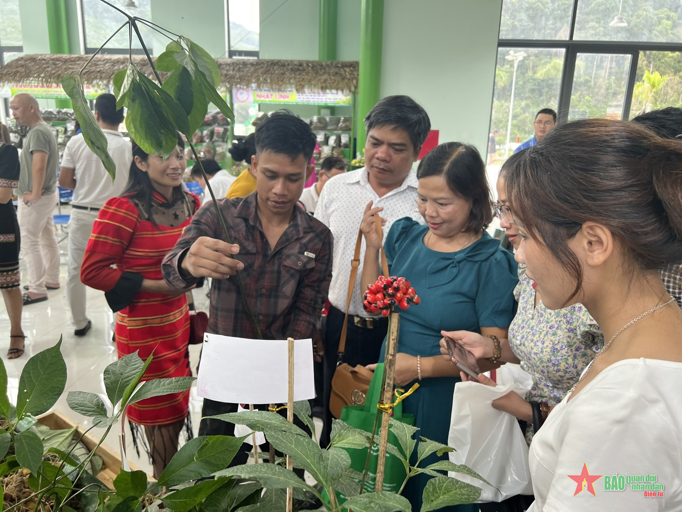 Sâm Ngọc Linh tạo “sức bật” ở Nam Trà My