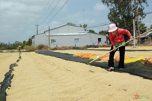 Bất ổn thị trường lúa gạo thế giới liệu có ảnh hưởng đến Việt Nam?
