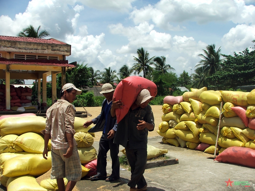 Nông dân huyện Cầu Ngang, tỉnh Trà Vinh vác lúa ra phơi 