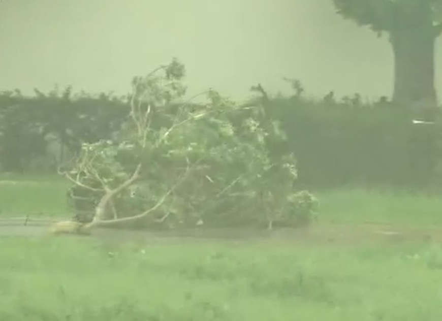  Gió mạnh từ bão Khanun đã làm bật gốc cây cối ở tỉnh Okinawa (Nhật Bản). Ảnh: thanhnien.vn