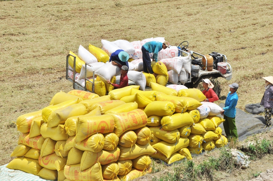  Giá lúa gạo trong nước đang tăng theo diễn biến của thị trường thế giới. Ảnh: intetnet