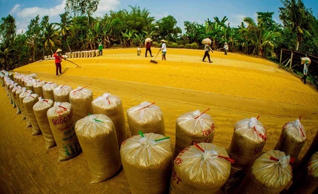 Ngày mùa ở Đồng bằng sông Cửu Long. Ảnh: daidoanket.vn 