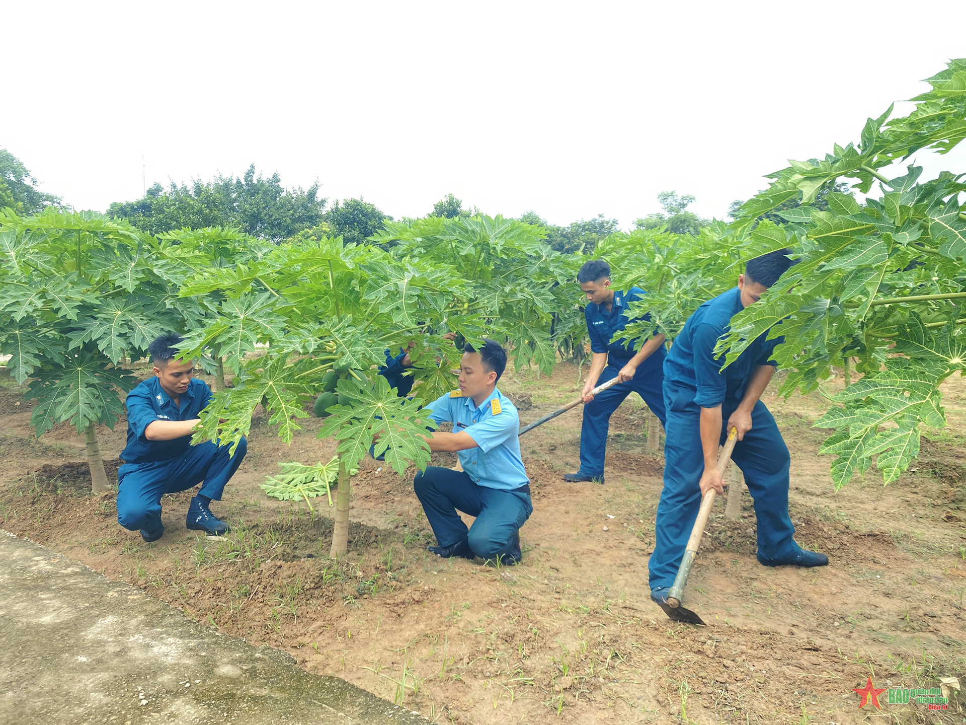 Trung đoàn Radar 293, Sư đoàn 361: Đẩy mạnh tăng gia, chăn nuôi
