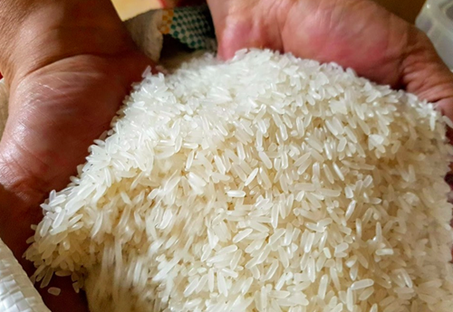 Giá gạo thơm Việt Nam được đàm phán ở mức 580 - 630 USD/tấn, có lúc lên đến 700 USD/tấn