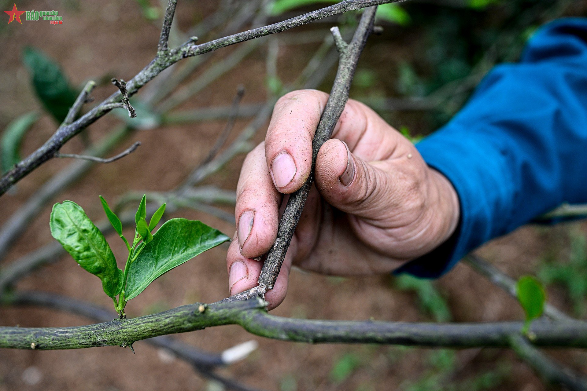 Ngăn chặn tình trạng sử dụng kích điện bắt giun trong đất - Bài 1: Kích giun làm hỏng đất, hỏng cây