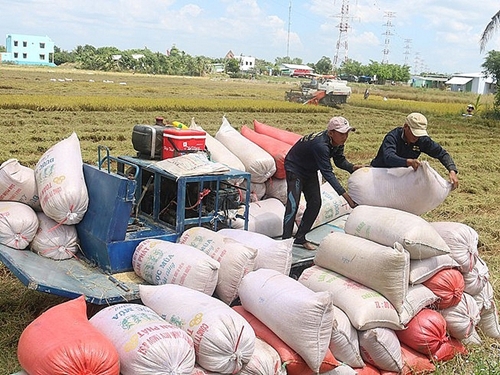 Chớp cơ hội tăng xuất khẩu gạo vào thị trường Anh