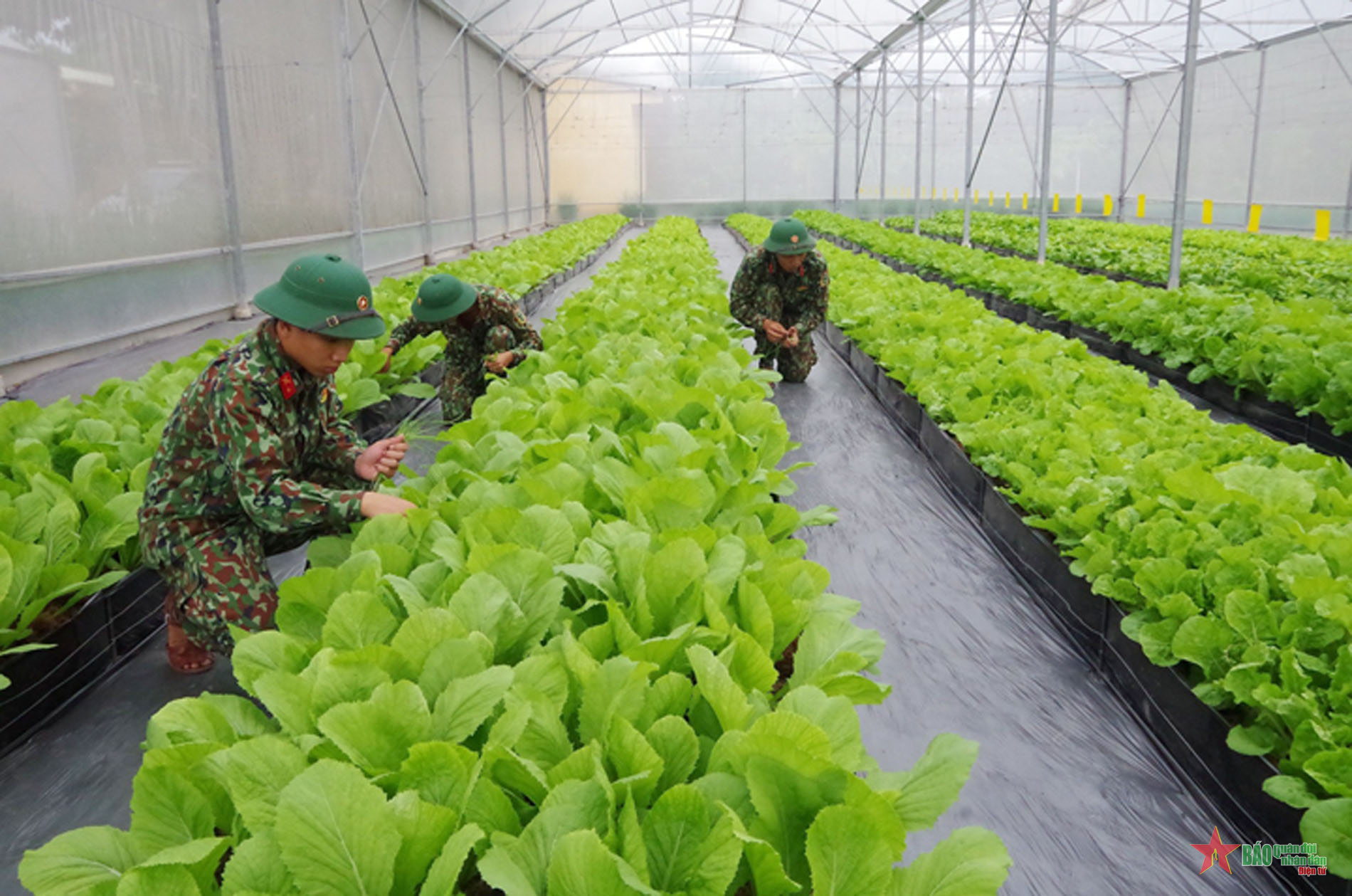 Sư đoàn 5 (Quân khu 7) đẩy mạnh tăng gia sản xuất, nâng cao đời sống bộ đội