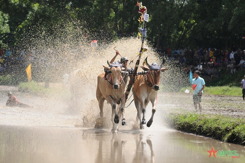 Lễ hội đua bò - nét văn hóa độc đáo ở An Giang