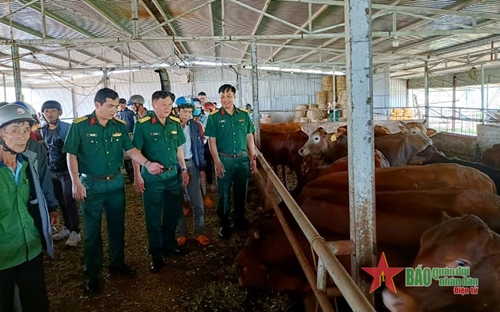 Trung đoàn 726 (Binh đoàn 16) tổ chức tập huấn kỹ thuật chăn nuôi trâu, bò sinh sản cho người dân vùng biên giới 