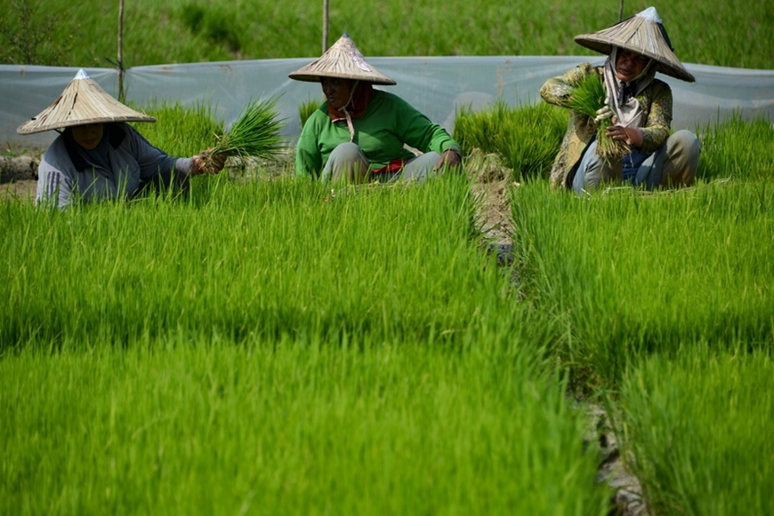Việt Nam tham gia tích cực vào khuôn khổ hợp tác nông nghiệp ASEAN