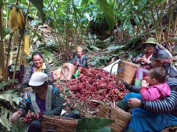 Hỏi-Đáp pháp luật: Chi hỗ trợ phát triển vùng trồng dược liệu quý