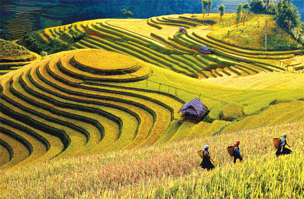 Đừng để bội thực “mùa vàng”