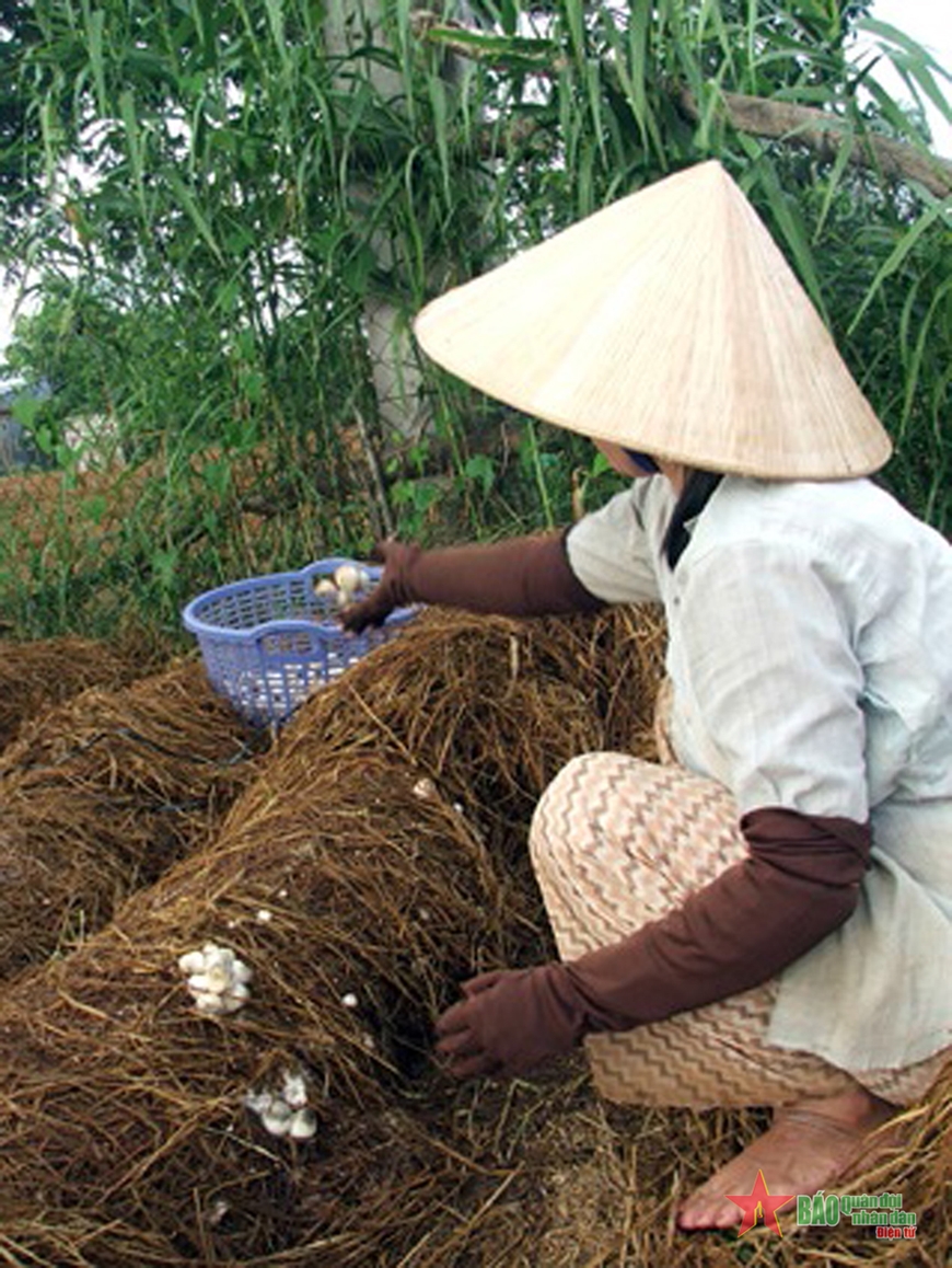 Ứng dụng khoa học công nghệ để thúc đẩy kinh tế tuần hoàn trong nông nghiệp
