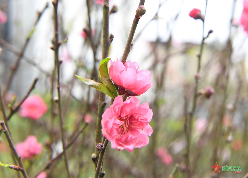 Mời cộng tác với các số đặc biệt báo Tết Giáp Thìn 2024 của Báo Quân đội nhân dân