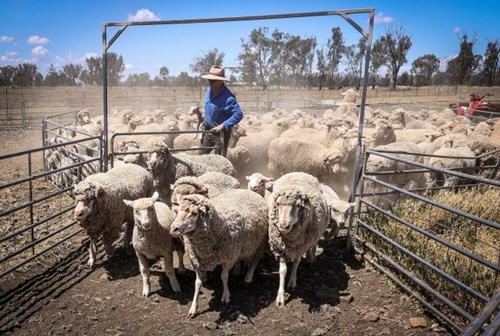 Ngành chăn nuôi cừu tại Australia gặp khủng hoảng