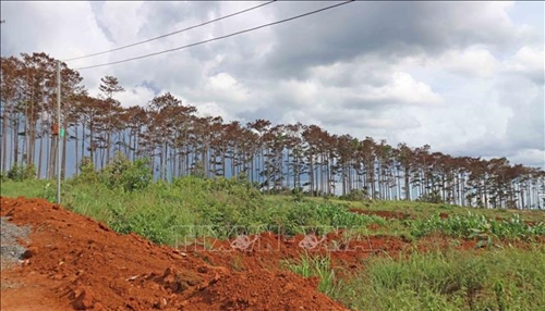 Lâm Đồng: Lãnh đạo huyện, xã phải đi kiểm tra rừng ít nhất hai lần trong tháng 