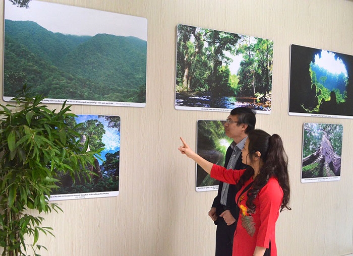 Khám phá vẻ đẹp, sự đa dạng và giá trị của rừng Việt Nam