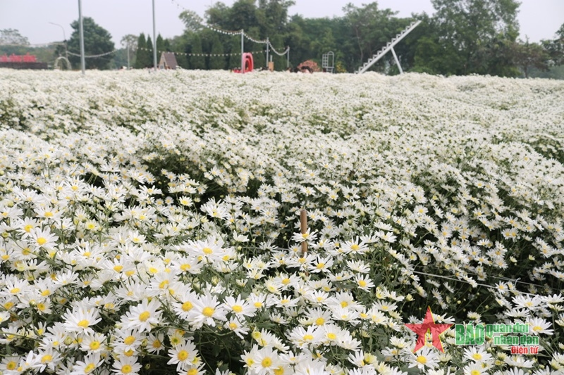 Tất bật mùa cúc họa mi