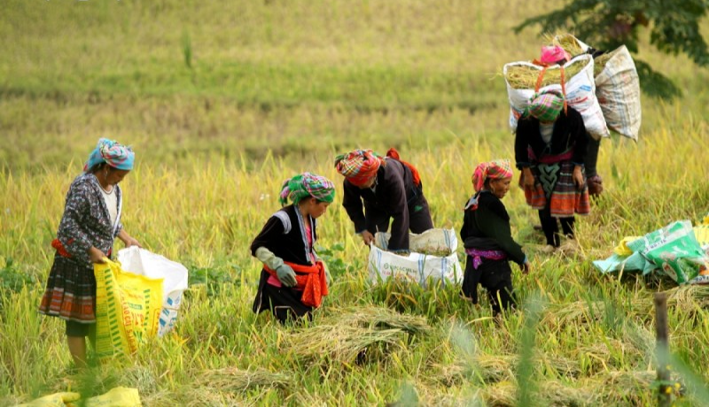 Hỏi-đáp pháp luật: Tổ chức triển khai thực hiện việc đầu tư cơ sở vật chất các đơn vị sự nghiệp công lập trong lĩnh vực công tác dân tộc