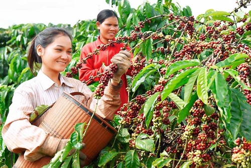 Thủ tướng Chính phủ chỉ đạo về phát triển ngành cà phê và ngành tôm