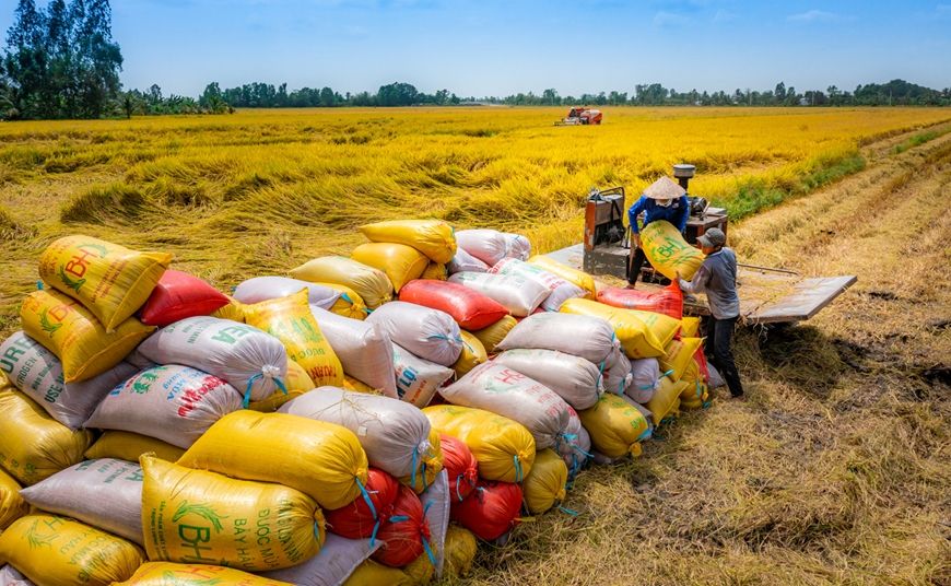Giữ vững thị trường và phát triển thương hiệu gạo Việt