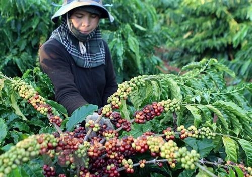 Phục hồi cây cà phê ở Nghệ An