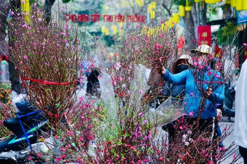 83 chợ hoa Tết sẽ được Hà Nội tổ chức trong dịp Tết