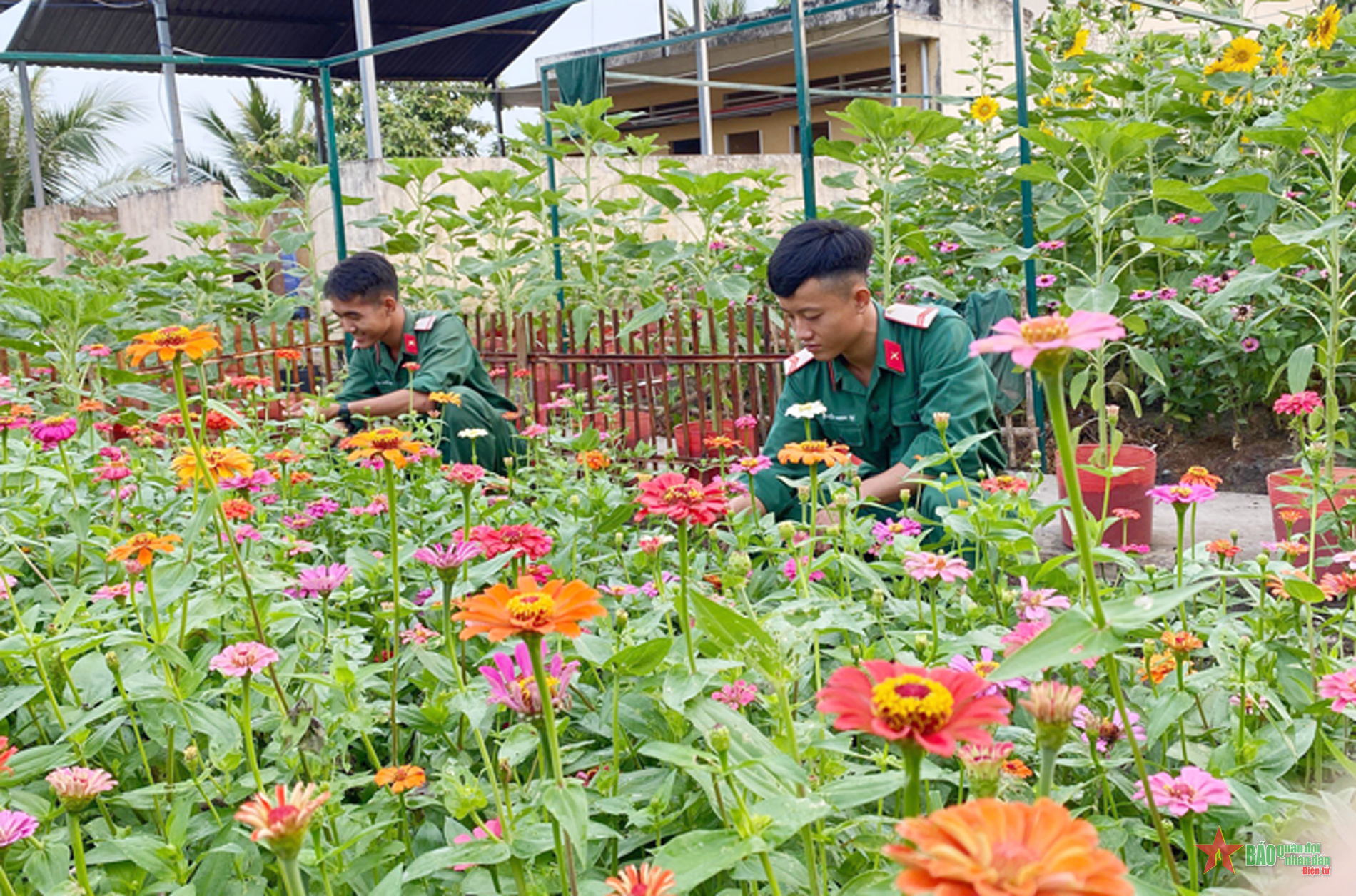 Sắc hoa xuân nơi biên giới