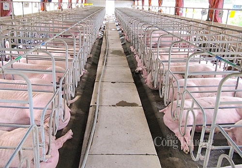 Giá lợn hơi hôm nay (14-1): Vẫn tiếp tục tăng?