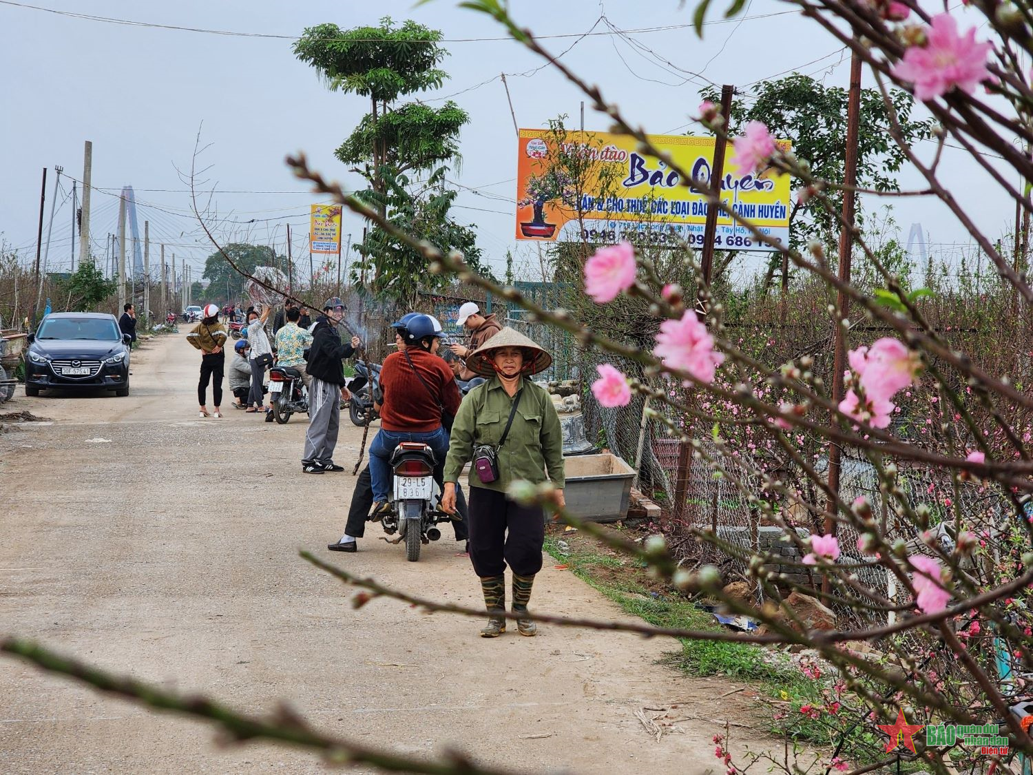 Làng đào Nhật Tân hối hả vào vụ Tết
