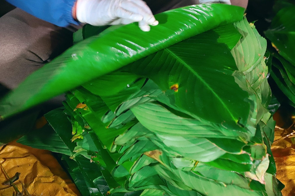 Lá dong thì phải là lá dong nếp không được lấy lá dong tẻ.