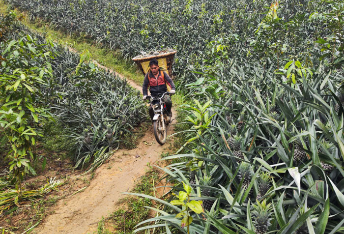 Mùa dứa thơm ở Bản Lầu