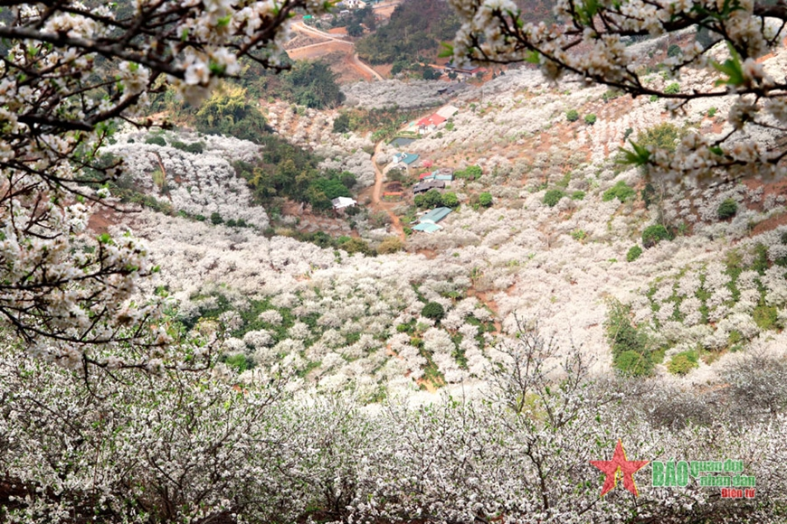 Chiềng Cọ rộn ràng sắc xuân