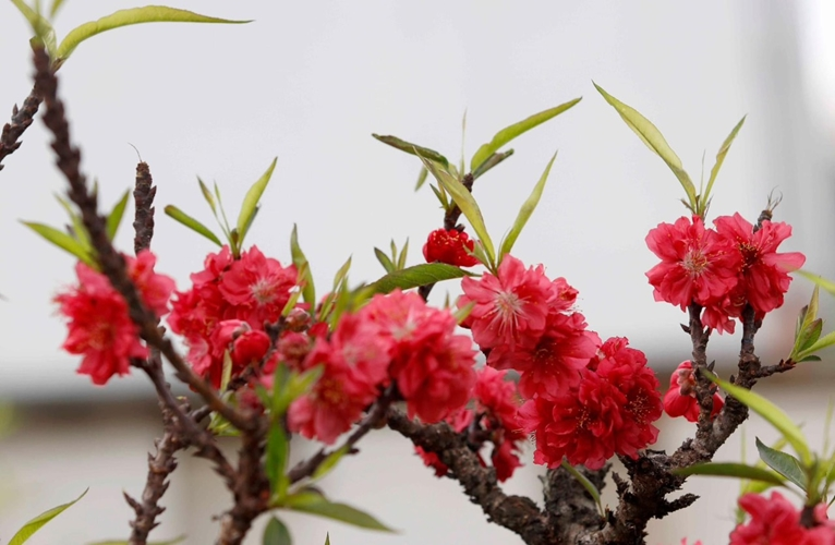 Tạo đột phá, phát triển hưng thịnh