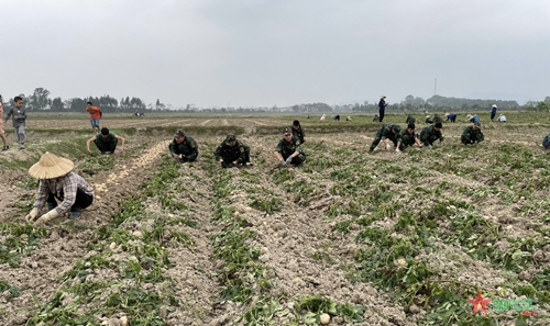 Lữ đoàn 87, Cục Tác chiến điện tử, Bộ Tổng Tham mưu hỗ trợ nhân dân thu hoạch hoa màu vụ Đông