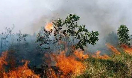 Sơn La: Cháy rừng tại xã Chim Vàn