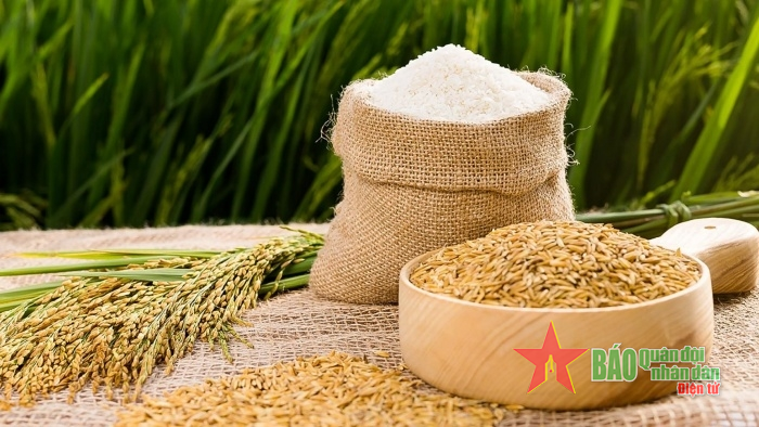 Giá lúa gạo hôm nay (28-2): Giá lúa tăng nhẹ, giá gạo ổn định