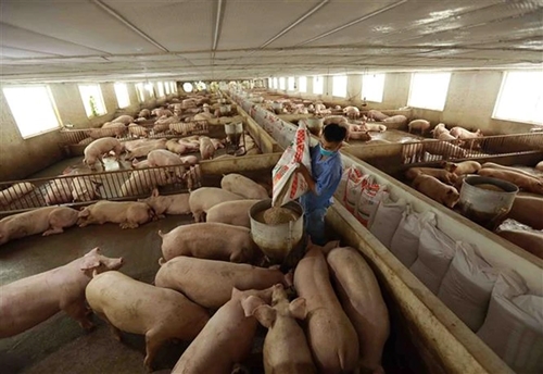 Giá lợn hơi hôm nay (28-2): Các vùng miền giảm nhẹ