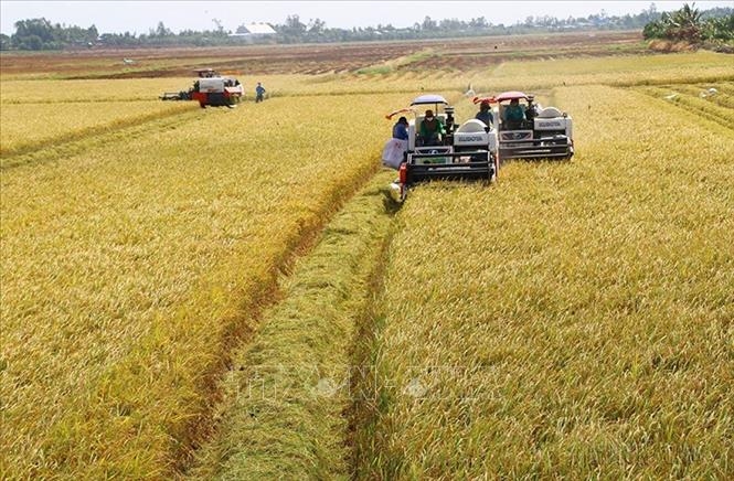Giá lúa gạo hôm nay (4-3): Doanh nghiệp tăng mua, thị trường sôi động trong phiên đầu tuần