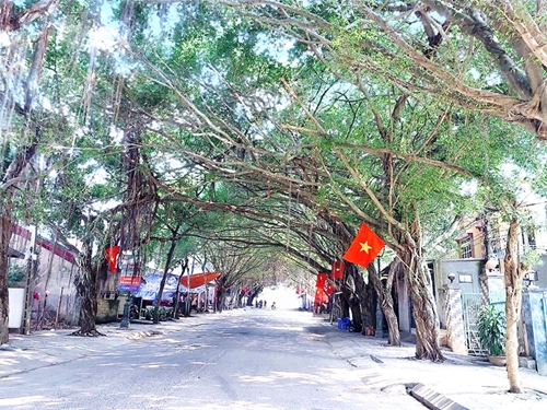Độc đáo con đường cây si ở Đền Hùng