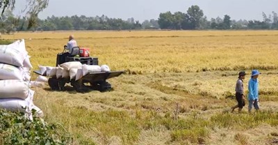 View - 	Giá lúa gạo hôm nay (9-3): Gạo tăng nhẹ, lúa ổn định