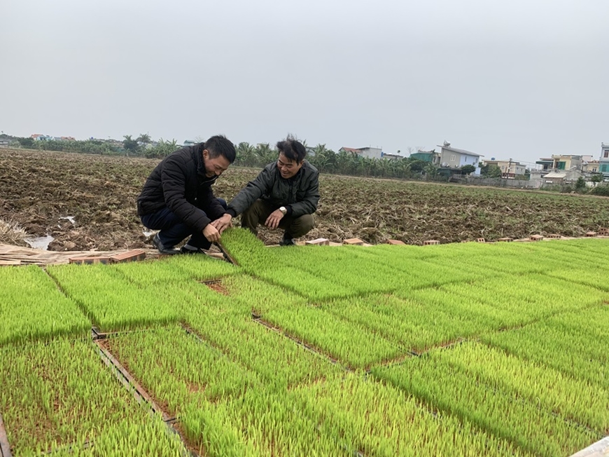 Tích tụ, tập trung đất nông nghiệp tại Thái Bình: Quả ngọt và những vấn đề đặt ra - Bài 3: Tạo bước đệm vững chắc cho tái cơ cấu nông nghiệp (Tiếp theo và hết)