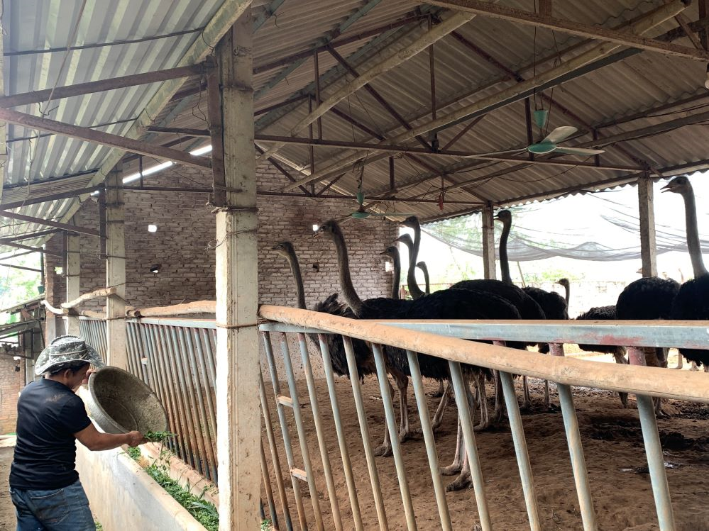 Nông dân xã Tản Lĩnh làm giàu từ nuôi đà điểu