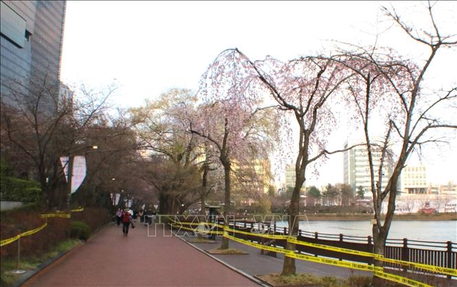 Rực rỡ lễ hội hoa anh đào tại thủ đô Seoul