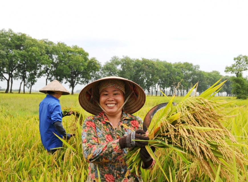Giá lúa gạo hôm nay (4-4): Tiếp đà tăng, nông dân chào giá cao