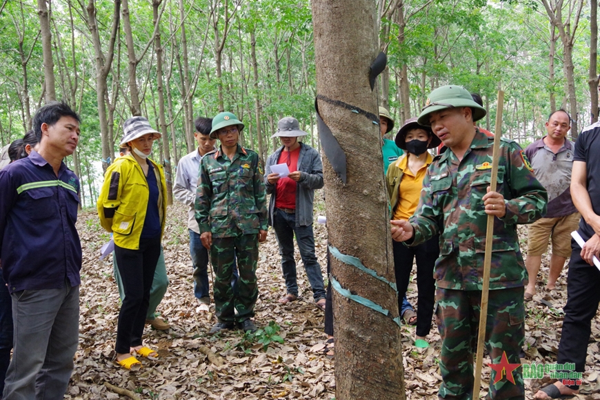 Nông trường 720: Tập huấn kỹ thuật khai thác cao su cho đồng bào dân tộc thiểu số